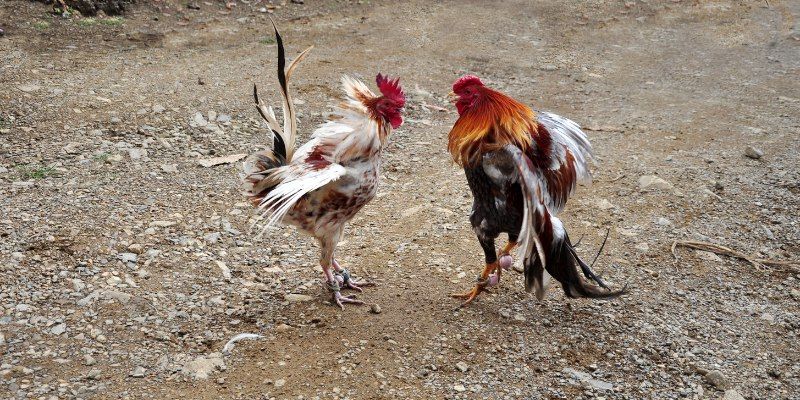 Cách xác định thắng – thua được áp dụng trong trò chơi