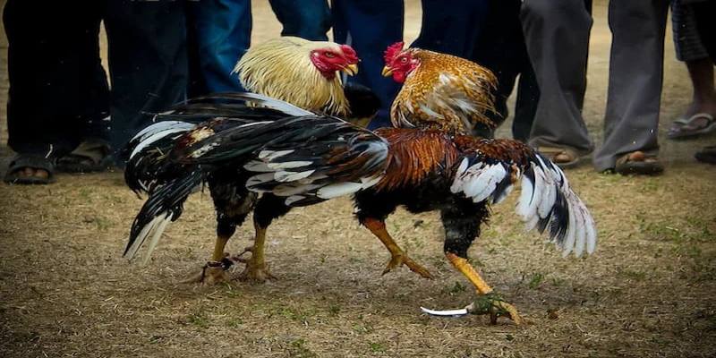 Đá gà cựa dao - Bộ môn giải trí siêu cuốn hút