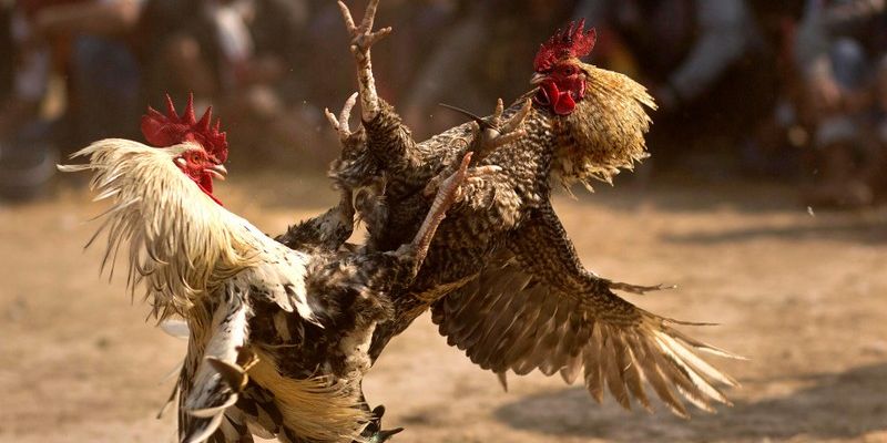 Thầy Hùng Sài Gòn – Bậc thầy gắn cựa